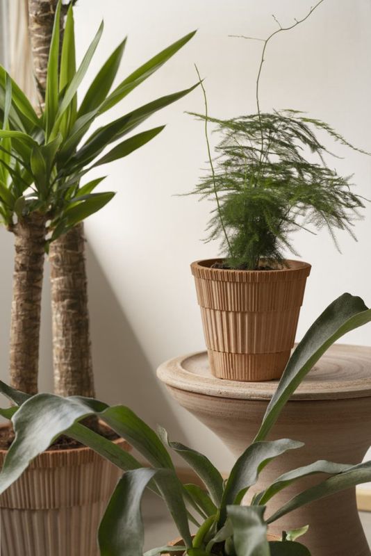 Atlas Rosa 18cm/H6.7"