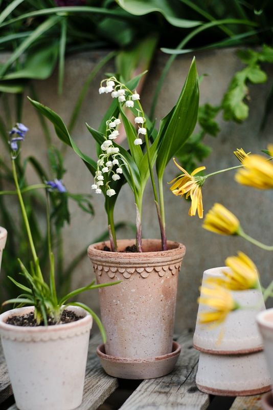 Kobenhavner Rosa 18cm/7.1" Tall