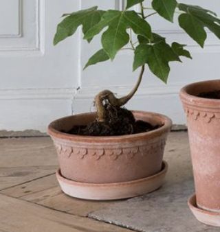 Kobenhavner Rosa 21cm/8.3"  Low