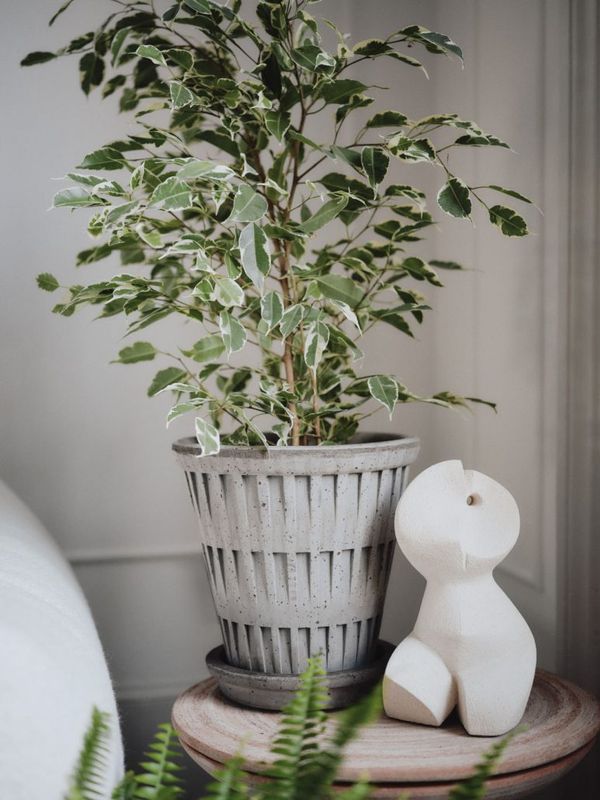 Pantheon Grey 16cm/H6.3"