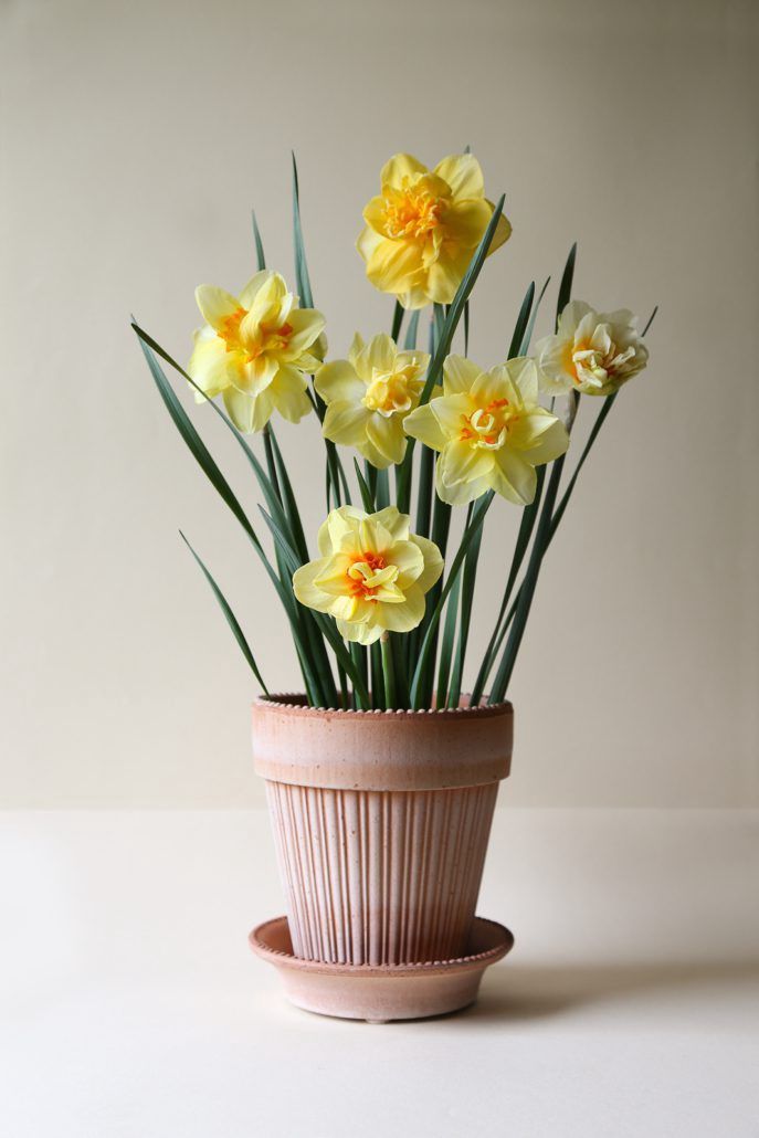 Simona Rosa 18cm/H8.3"