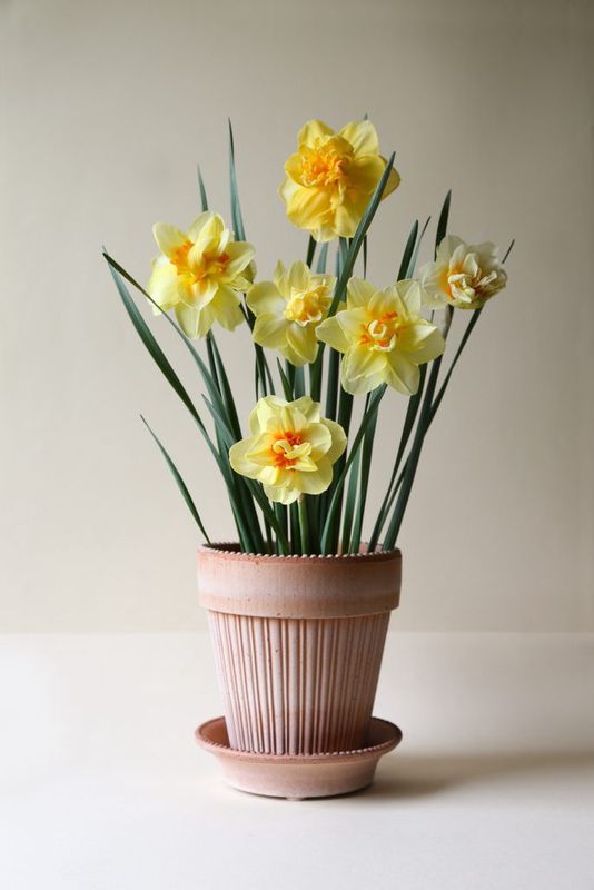 Simona Rosa 18cm/H8.3"