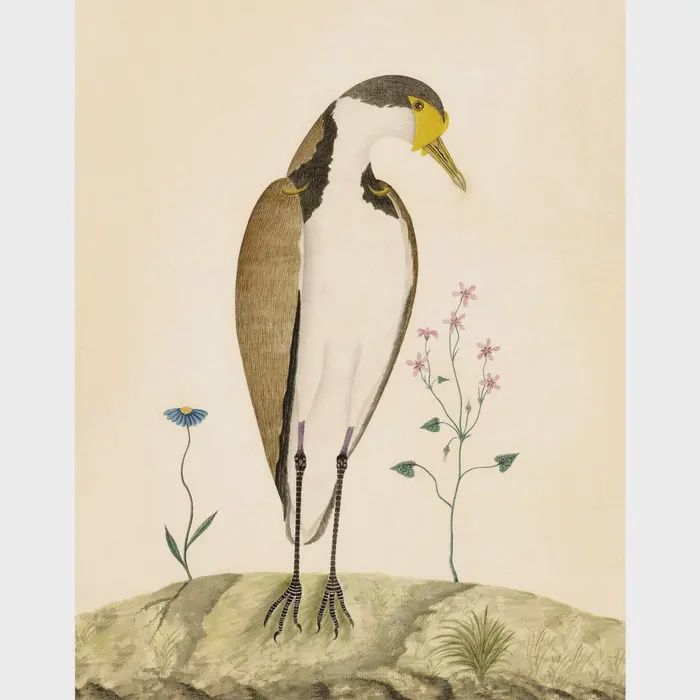 Sparrow Hawk &amp; Flower Print (8x10)