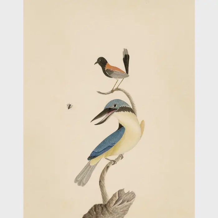 Wren, Kingfisher and Fly Print (8x10)