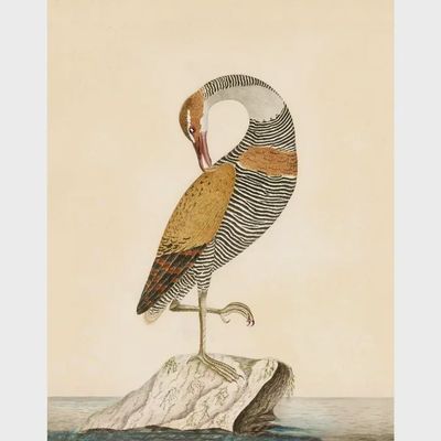 Natural History Audobon Water Bird Print (8x10)