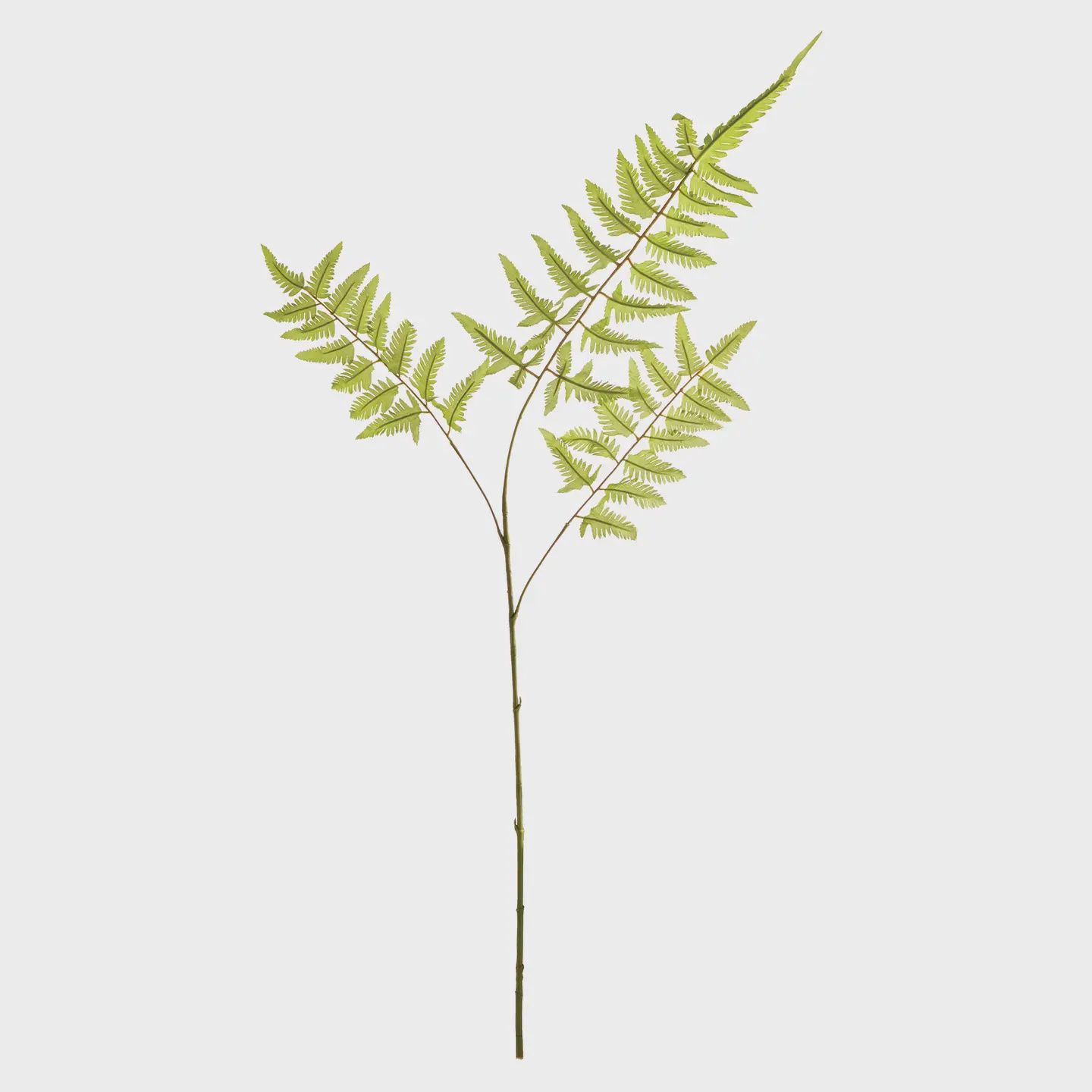 Bracken Fern Stem
