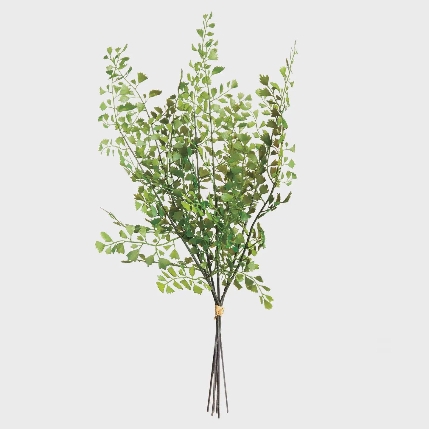 Maidenhair Fern Stem, Bundle of 7
