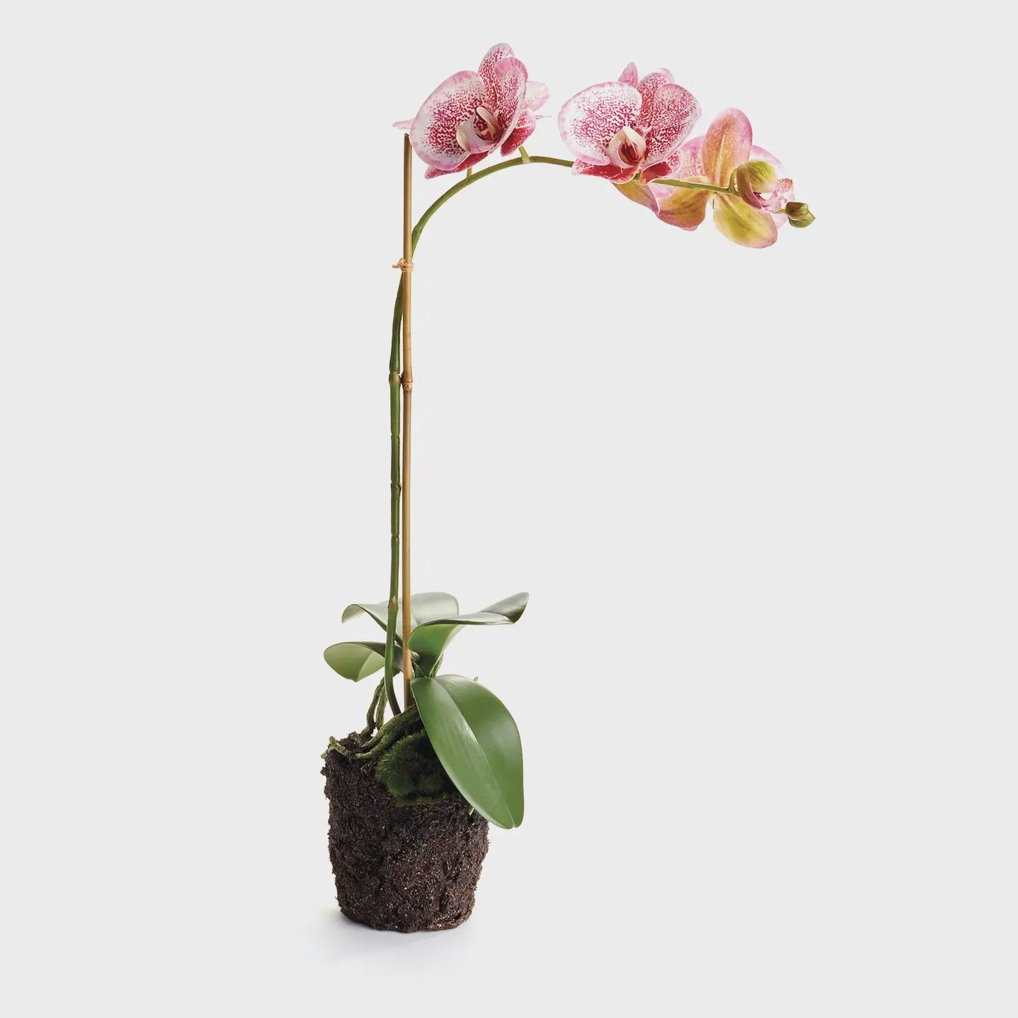 21" Orchid Drop-in