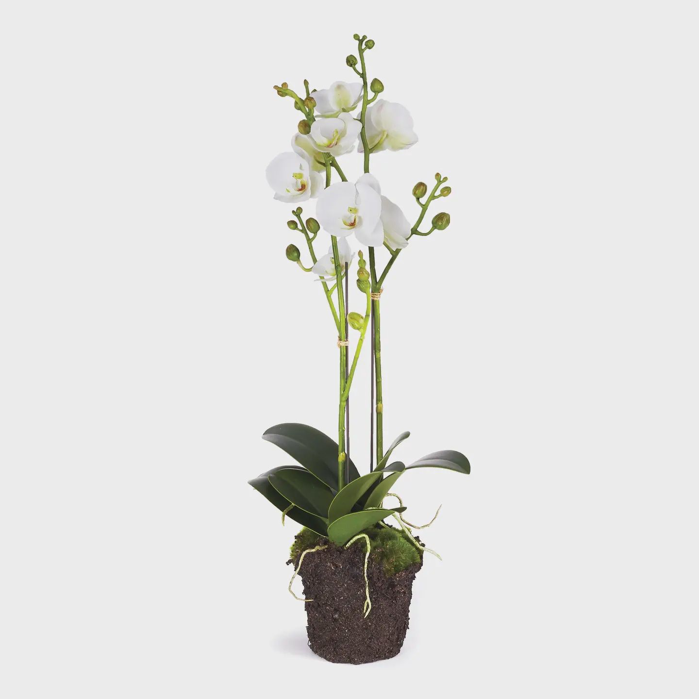 23" Orchid x2 Drop-in