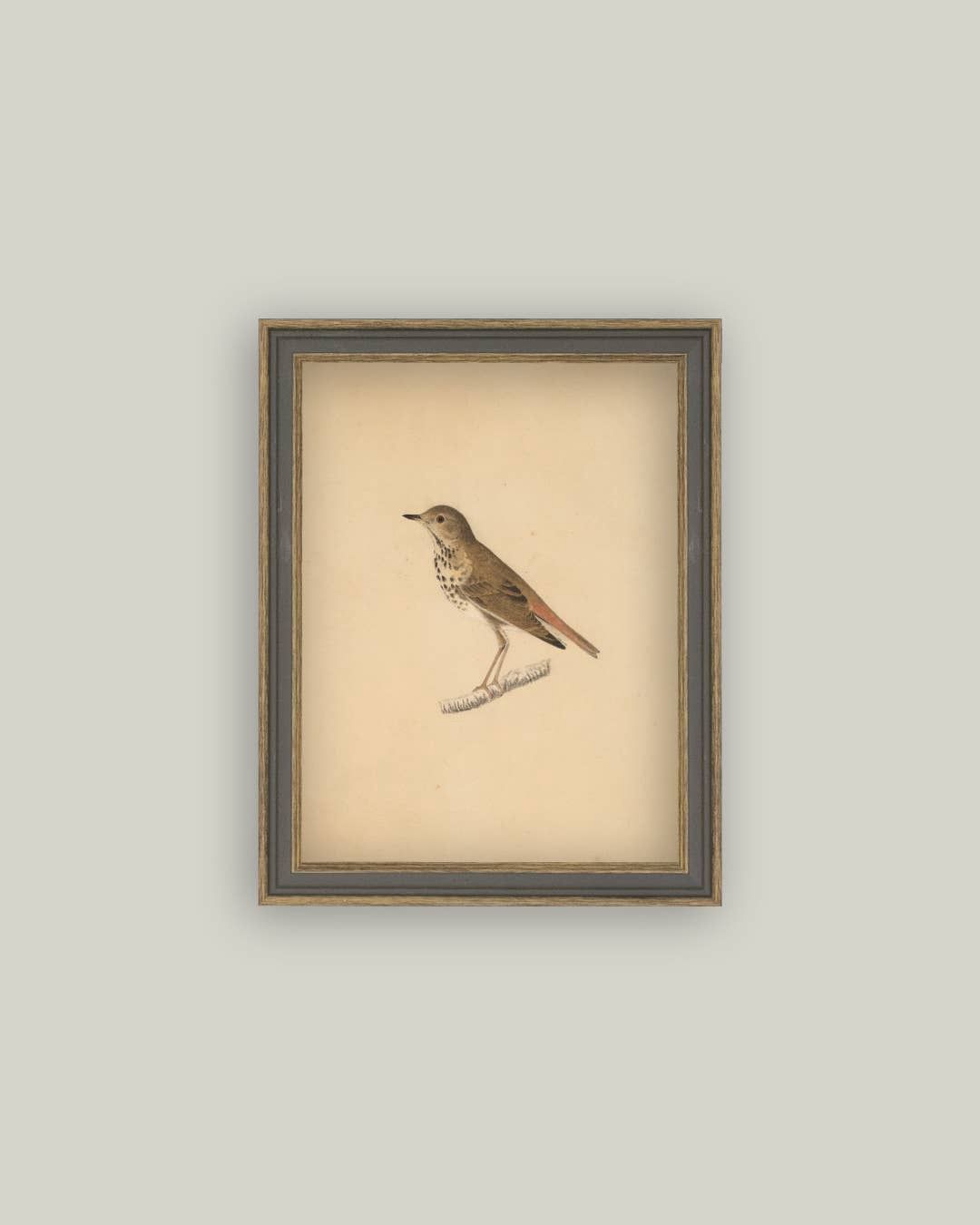 Bird Framed Antique Art, Size: 7x9