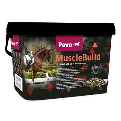 Pavo muscle build