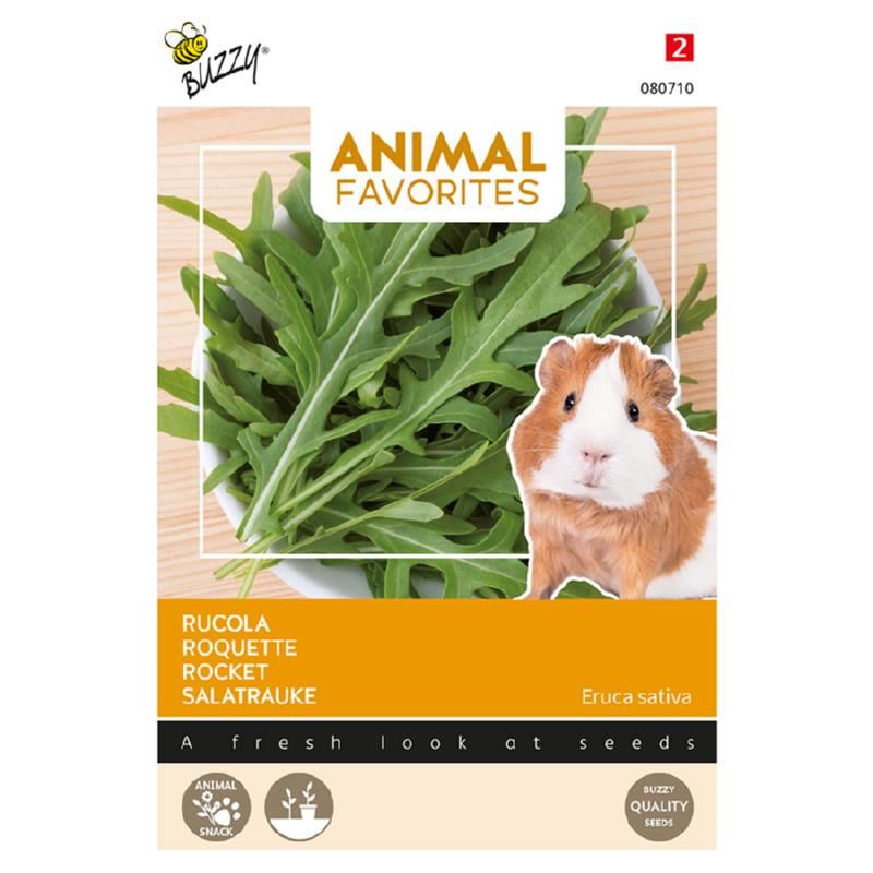 Rucola