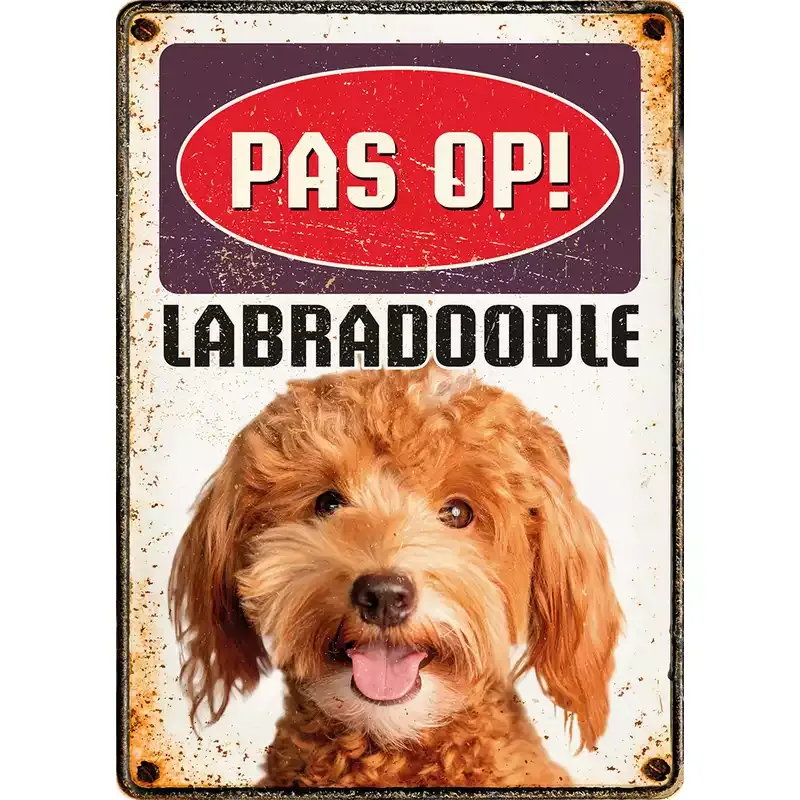 Bord blik Labradoodle