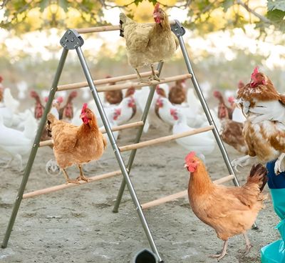 Zitstok set Compleet voor kippen - Dubbel