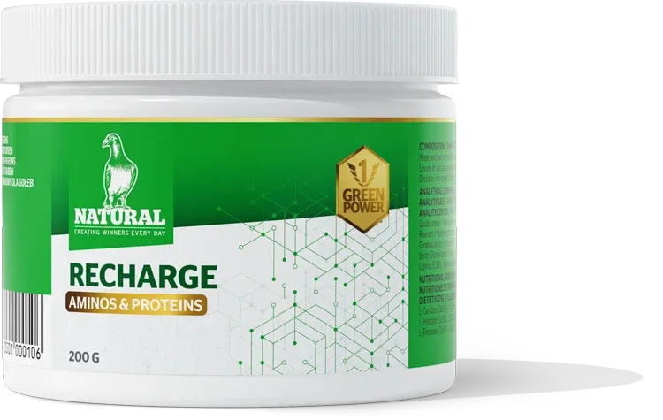 Green Power Recharge