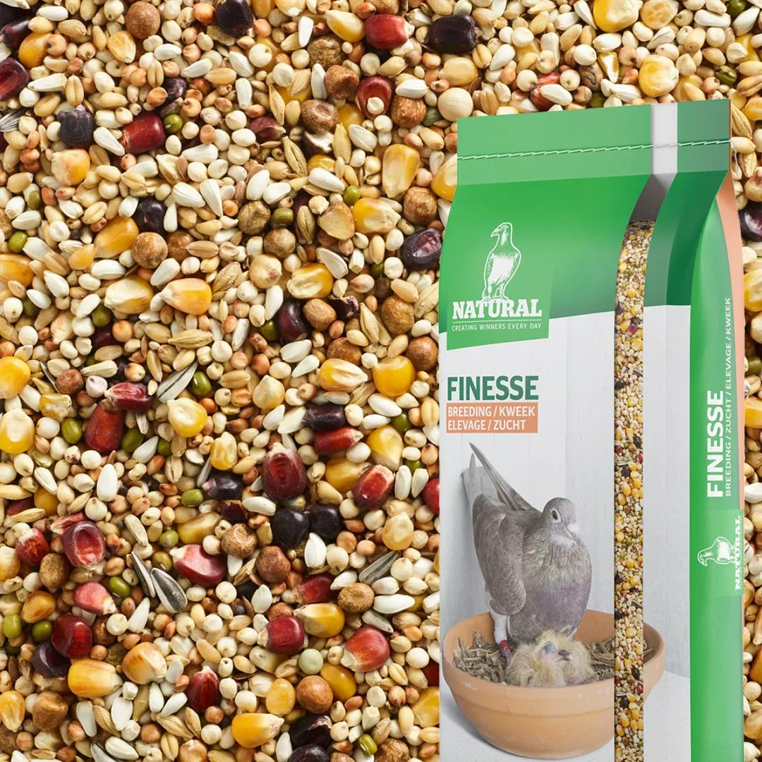 Natural Finesse jonge duiven