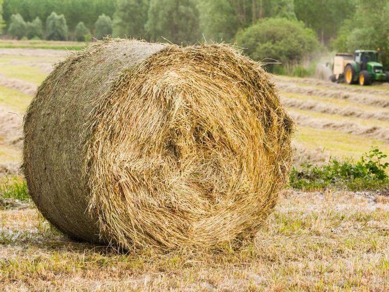 Hay Bale - Round Bahia