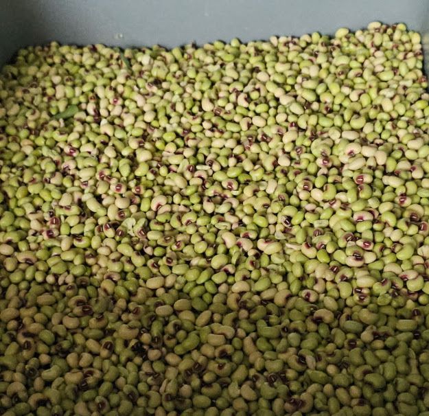 Shelled Buschel Purple Hull Peas