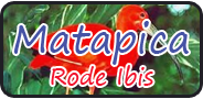Matapica (Bird &amp; Rode Ibis) volledig verzorgd (2dgn)