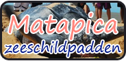 Matapica (zeeschildpadden) volledig verzorgd (2dagen)