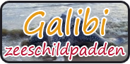 Galibi (zeeschildpadden) + Frans Guyana volledig verzorgd (2dagen)