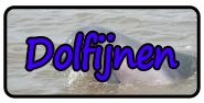 Dolfijnen (16.00-19.00) volledig verzorgd (1dgse)