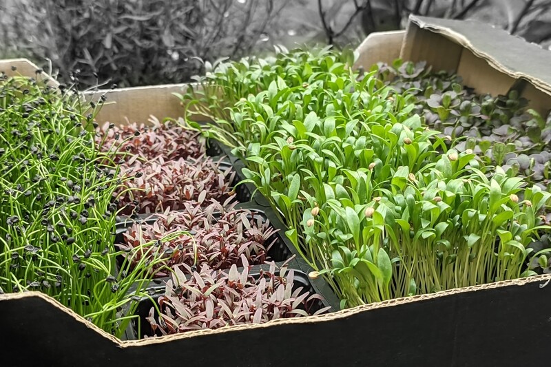 Chefs Suprise Micro Herb Mix Box (16x punnets)