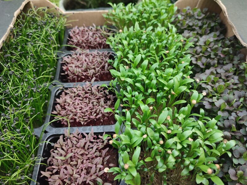 Garden Micro Herb Mix Box (16x punnets)