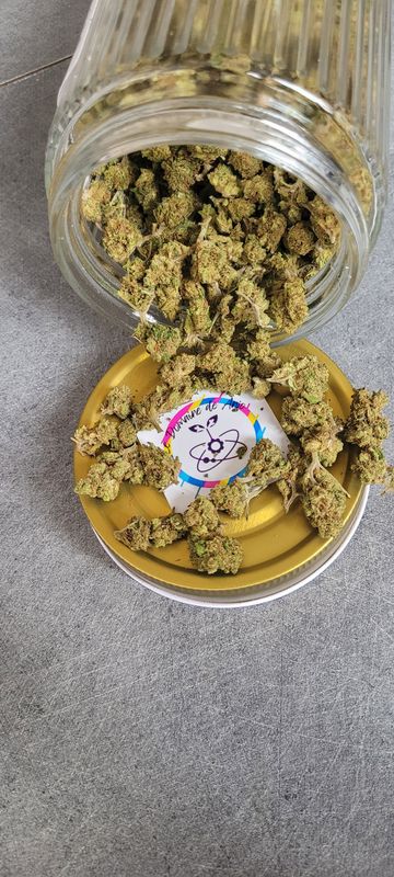 Skunk