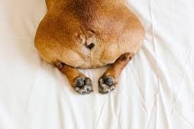 Anal Glands
