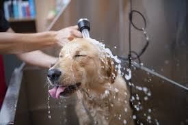 Flea &amp; Tick Treatment