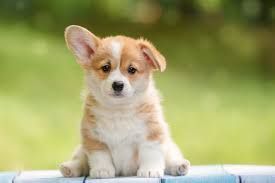 Puppy&#39;s First Groom