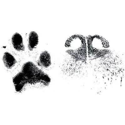 Paw &amp; Nose Care