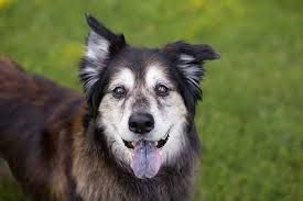 Senior Pet Groom 10+ yrs old