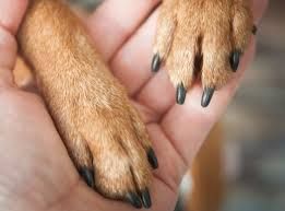 Nail Trim