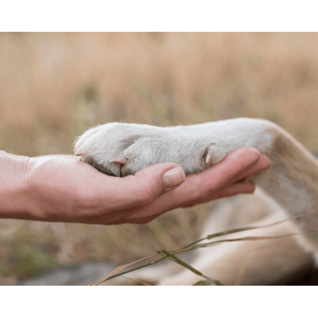 Cortauñas 3Claveles Grande.