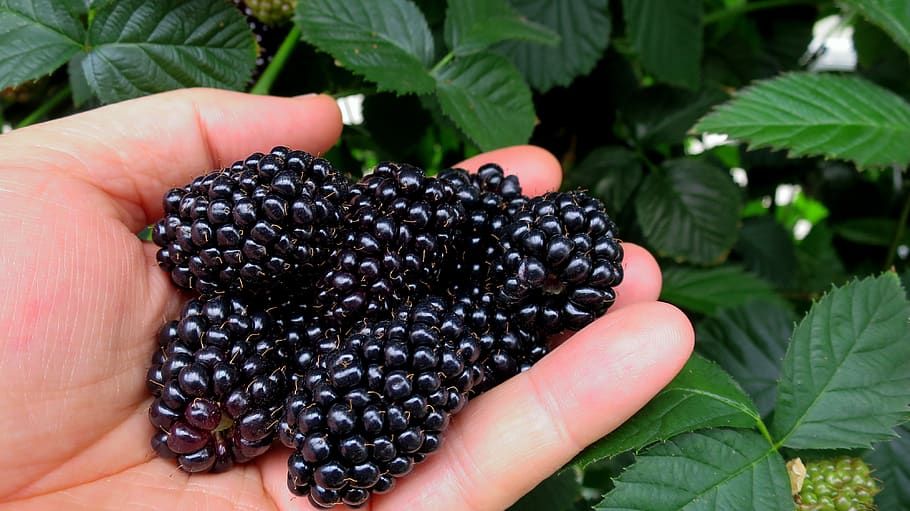 PO-Reg-Blackberries x10lbs