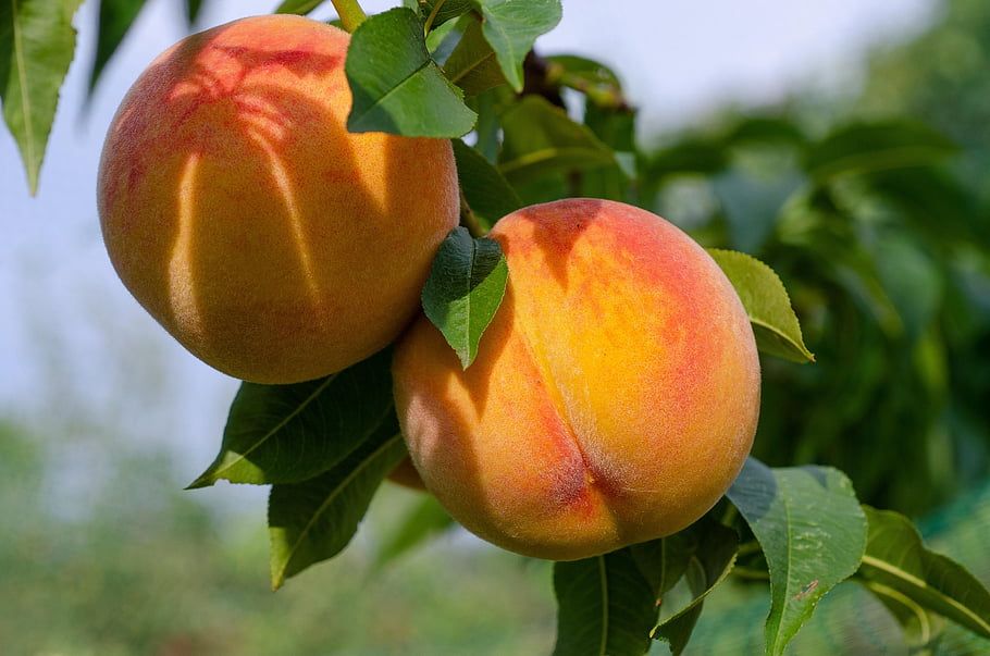 PO-Reg-Peach-Cling x18lbs