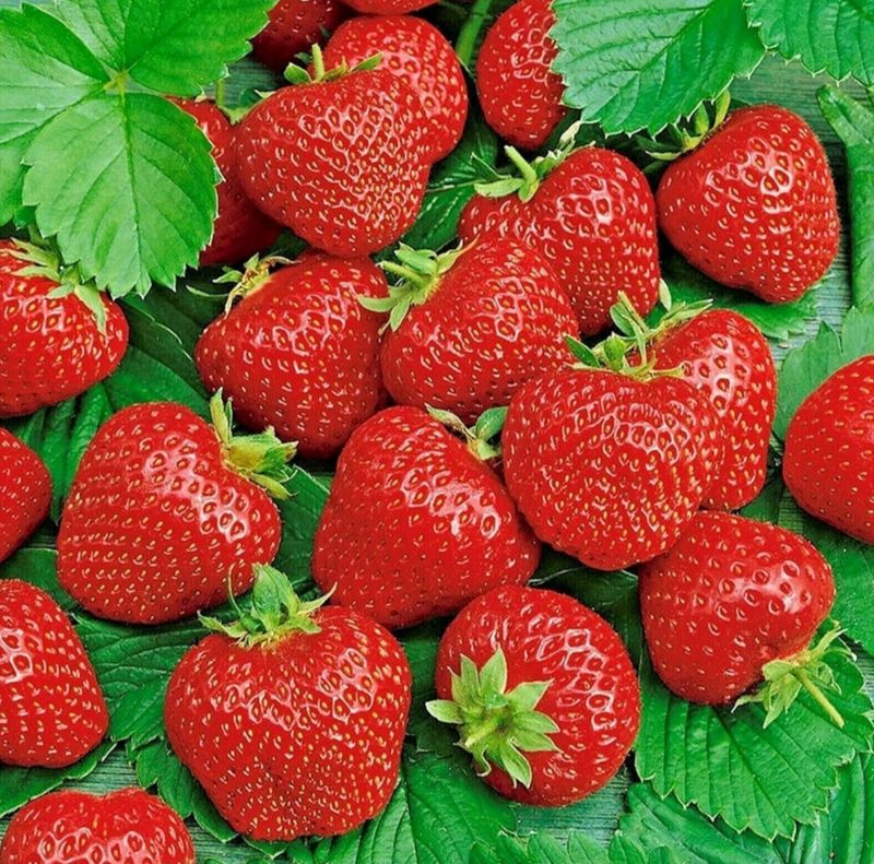 PO-Reg-Strawberries x10lbs
