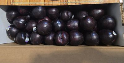 PO-Reg-Plum-Black Amber x28lbs