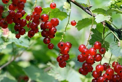 PO-Reg-Currants-Red x10lbs