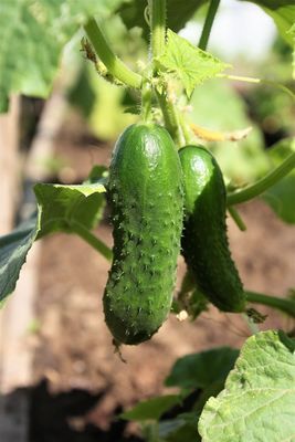 PO-Reg-Pickling Cukes x25lbs
