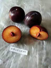 PO-Org-Plums x20lbs