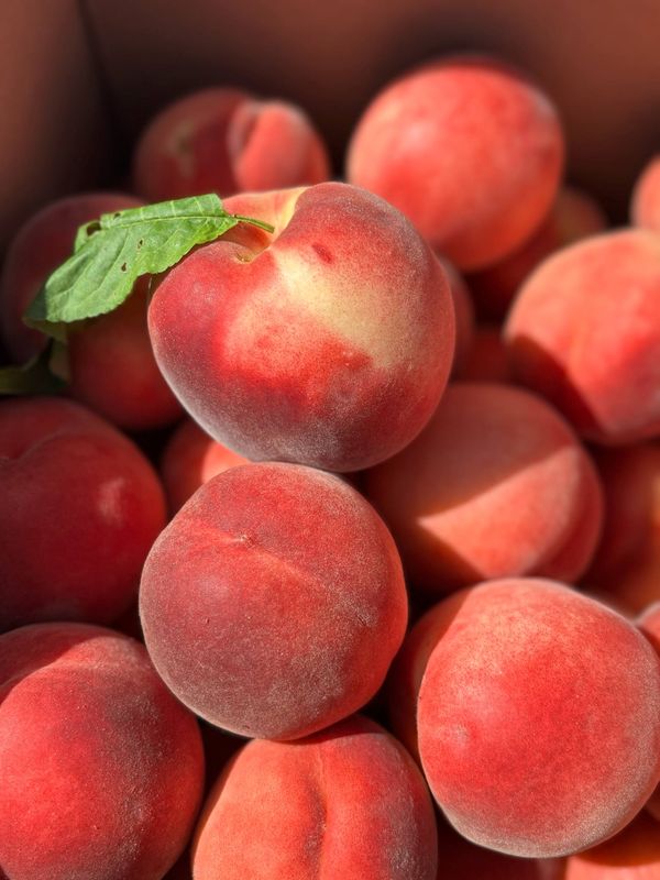 PO-Org-Peach-WhiteFlesh x18lbs