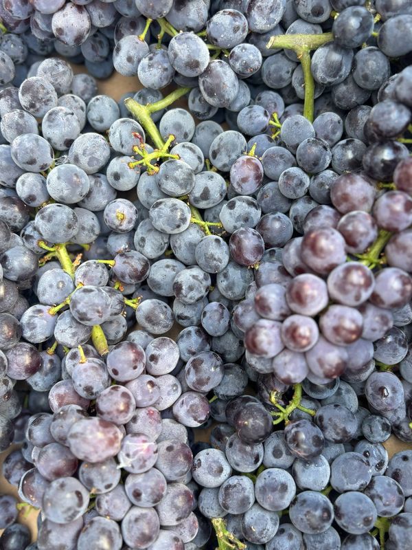 PO-Reg-Grape-Coronation x20lbs