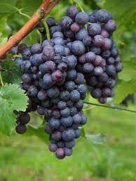PO-Org-Grape-Coronation x18lbs