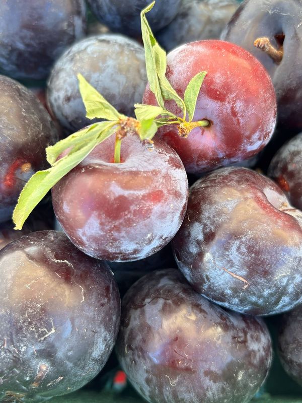 PO-Reg-Prunes-Italian x25lbs