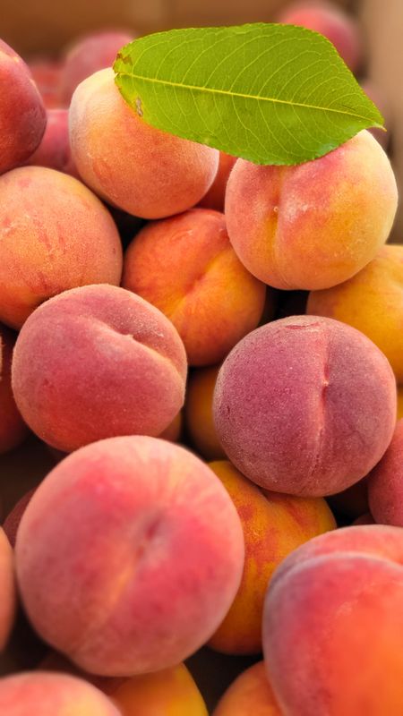 PO-Reg-Peach-Freestone x20lbs