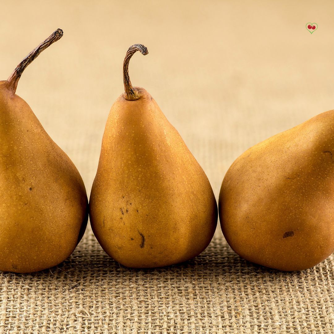 PO-Reg-Pears-Bosc- x 40 lbs