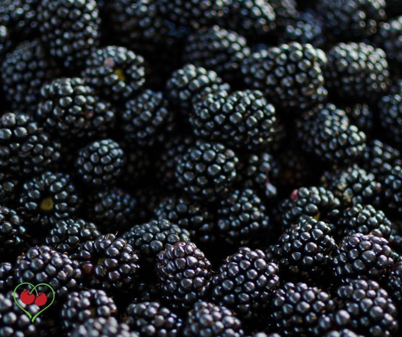 PO-Reg-Blackberries x5lbs